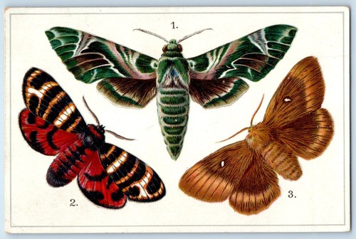 C1910 europe butterflies and - c1910's,
