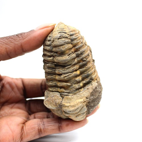 Trilobite fossile 85gr 75mm