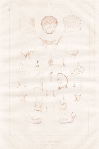 Squelette skeleton humain - skeleton,