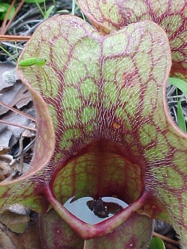 Graines sarracenia purpurea - 6,