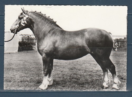 Cpsm vers 1960 - cpsm,