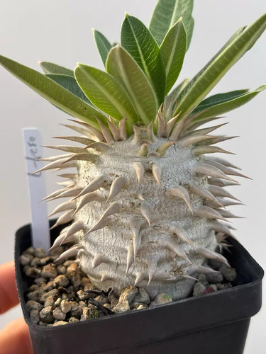 1piece 5cm seedgrowth - 1piece,