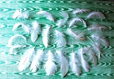 LOT N°14A DE 23 PLUMES