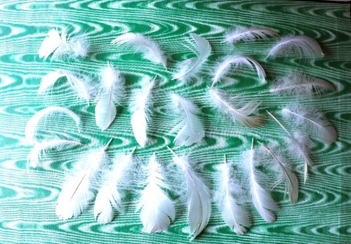 Lot 14a 23 plumes - de,