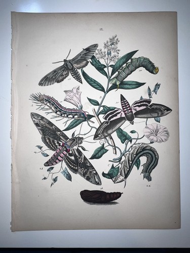 Butterflies moths entomology - butterflies,