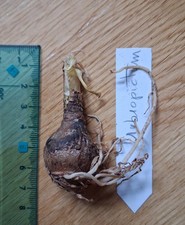 Hippeastrum rubropictum