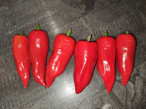 Graines piment d - graines, d'espelette