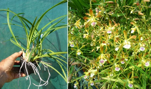 Encyclia tampensis - , x