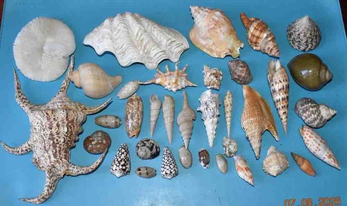 Coquillages collection de 34 - coquillages,