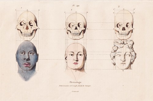 Phrenologie crâne squelette - phrenologie,