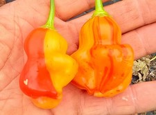 20 graines de piment Zebrange