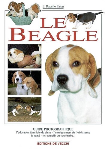 Beagle chiot à la - beagle,