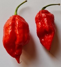 20 graines de piment rouge