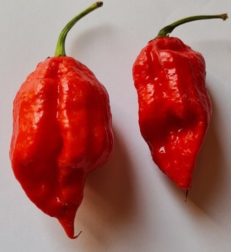 Graines piment rouge - piment,