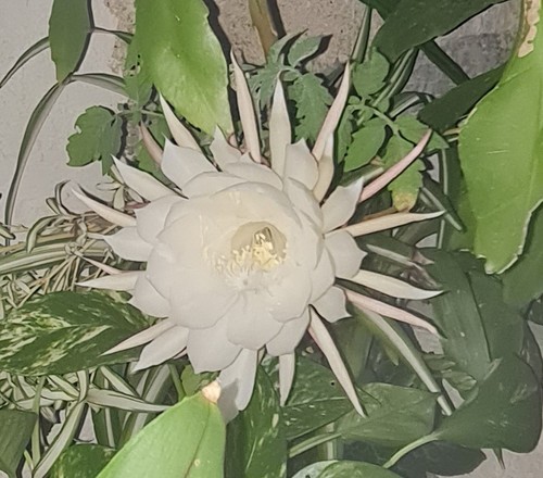 Plante intérieur pot - plante, d'intérieur
