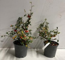 PLANTE DE COTONASTER FLOCCOSUS