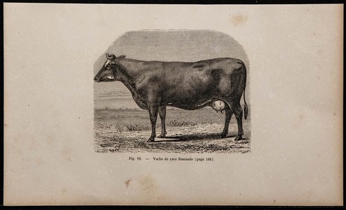 1860 vache race - vache, de