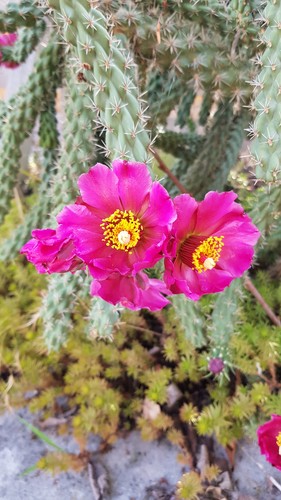 Cylindropuntia spinosior - , /