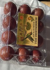 Black Copper Marans Hatching