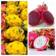 Dragon Fruit Package - 3