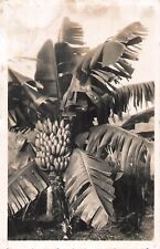 CP CAMEROON BANANA TREE - SPOTTED - 9813