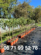 Petit prix - Arbres fruitiers, d'ornements et agrumes afnature .fr