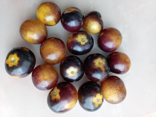 Graines tomates antho - de,