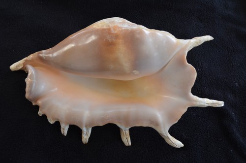 Grand coquillage lambis - grand,