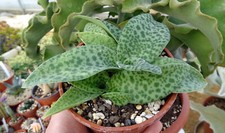 DRIMIOPSIS BOTRYOIDES cacti
