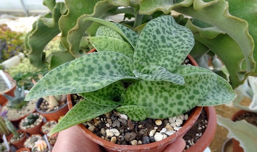 Drimiopsis botryoides cacti - botryoides,