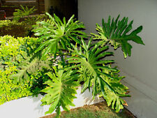 4 graines de PHILODENDRON BIPINNATIFIDUM H282 SELLOUM SEEDS SAMEN SEMI SEMENTES