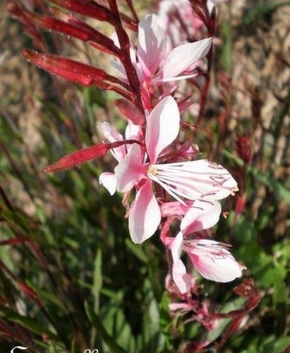 Gaura lindheimeri rosea - ♫,
