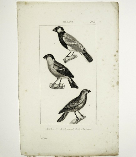 Bouvet bouvreuil le - bouvreuil,,
