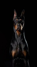 toile tableaux   chien portait doberman   30 x 45   cm