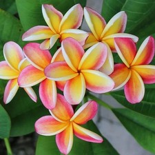 Graines fraîches de PLUMERIA