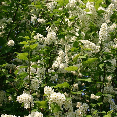 Prunus padus thoureil - thoureil',