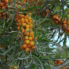Hippophae rhamnoides