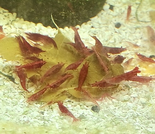 Crevettes caridines red - 12,
