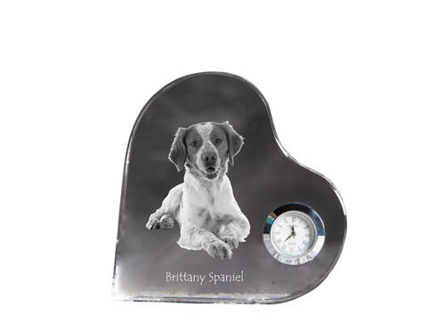 épagneul breton chien - breton,,