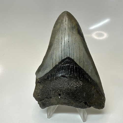 Megalodon shark tooth 23 - megalodon,