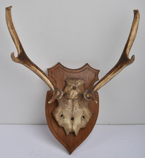 Bois de cerf - trophée