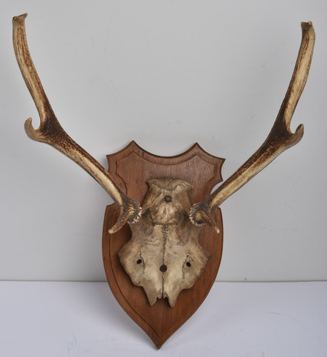 Bois cerf trophée - bois,