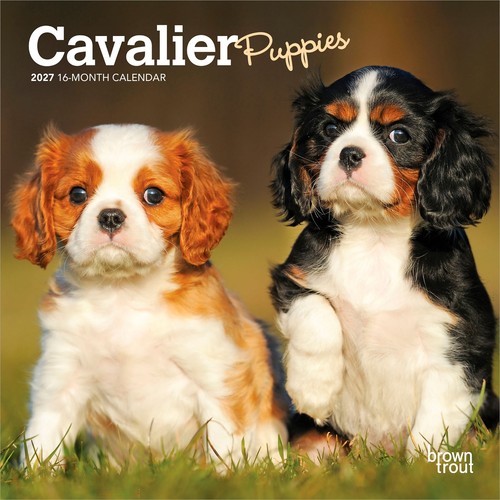 Cavalier king charles - charles, spaniel