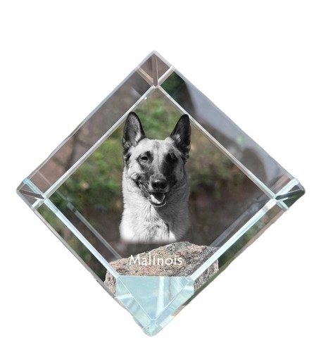 Malinois chien berger belge - malinois, de