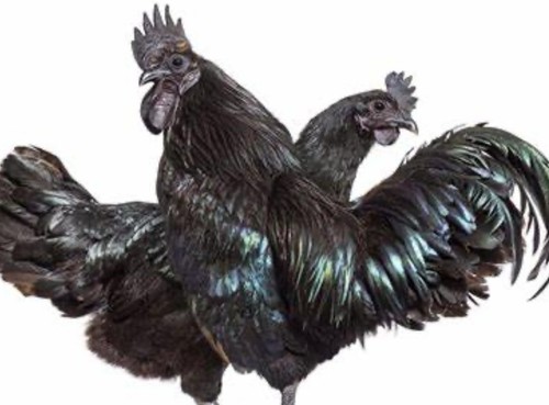 Purebred ayam cemani - **,