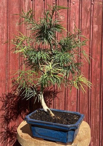 Bonsaï pseudolarix amabilis - bonsaÏ,