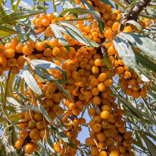 Hippophae rhamnoides