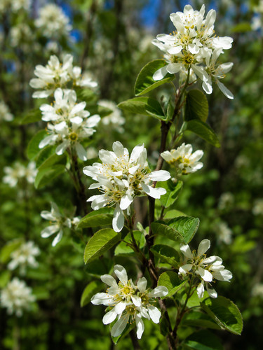 Amelanchier utahensis 50 - amelanchier,