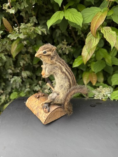 Taxidermie écureuil corée - Écureuil,