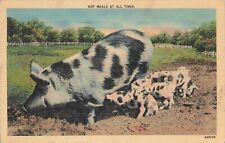 BABY PIG AROUND SOW CANVAS CARD - 7207
